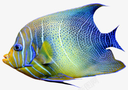 海洋花纹蓝色观赏鱼高清图片