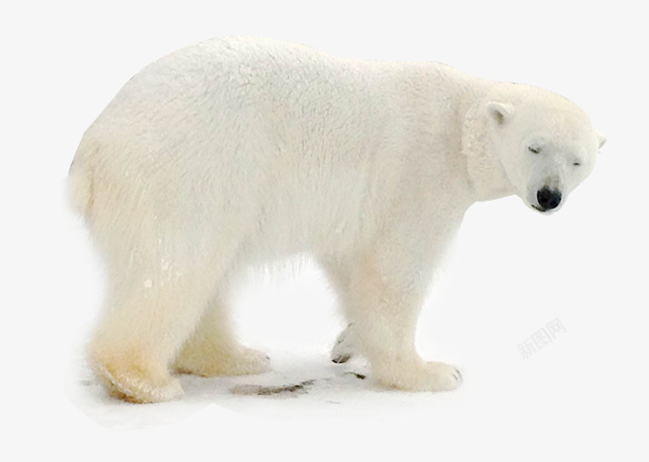 北极熊觅食png免抠素材_新图网 https://ixintu.com 保护动物 保护地球 保护环境 动物PNG 北极熊 环境宣传