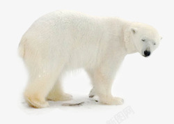 保护动物宣传北极熊觅食高清图片