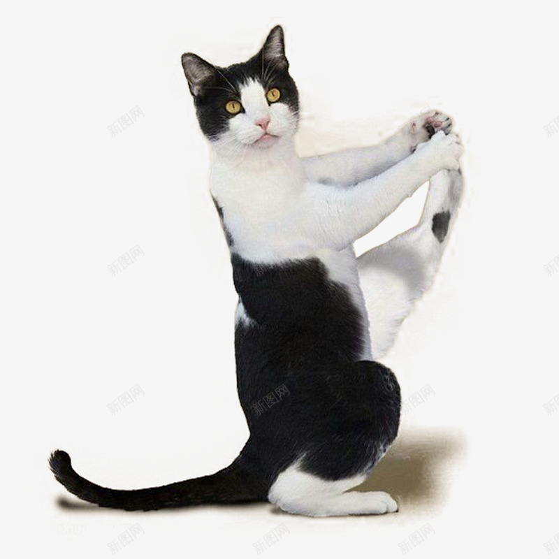 小猫实物图png免抠素材_新图网 https://ixintu.com 卖萌小猫 实物图 宠物猫 小猫 猫咪 猫尾 黑白猫