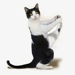 黑白色调小猫小猫实物图高清图片