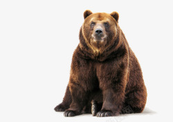 棕熊素材熊高清图片