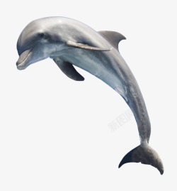 飞跃的海豚飞跃的海豚高清图片