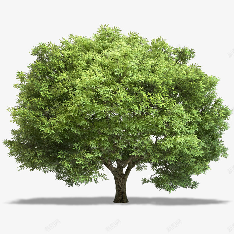 绿色大树实景png免抠素材_新图网 https://ixintu.com 大树 树木 树灌 植物 植被 绿色