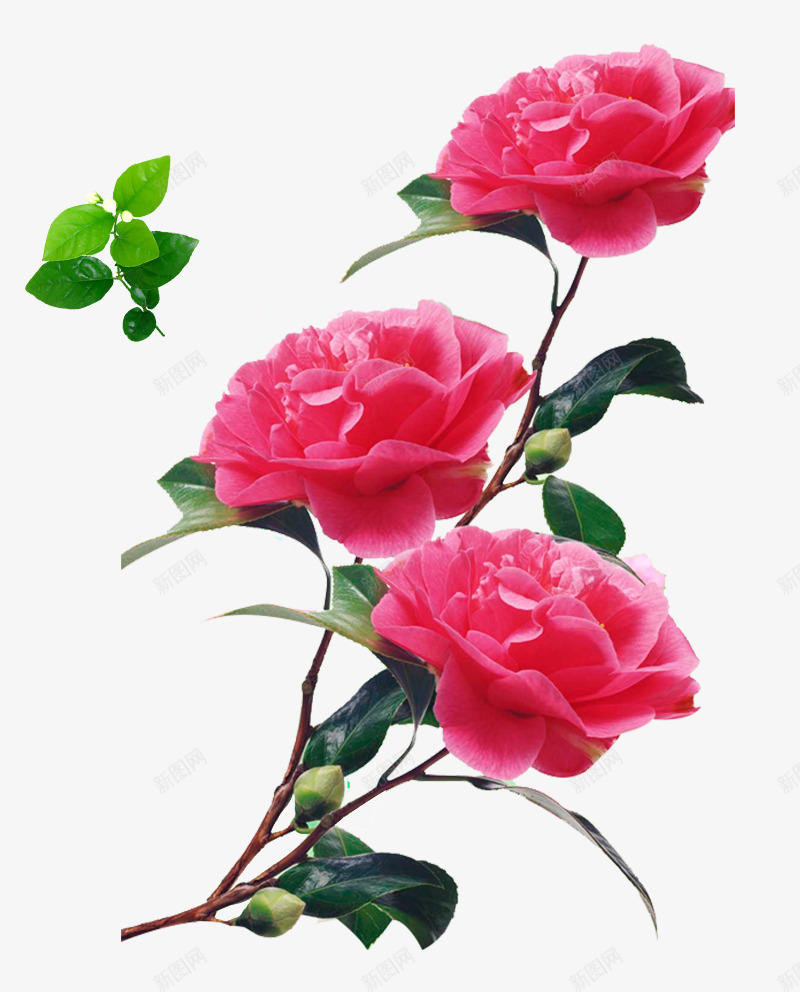 山茶花png免抠素材_新图网 https://ixintu.com 山茶花 花卉 花朵 装饰