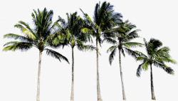 椰树热带沙滩笔直素材
