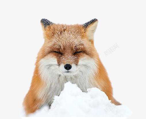 雪中的狐狸片png免抠素材_新图网 https://ixintu.com 免抠素材狐狸图片 动物图片 棕色的狐狸图片 睡觉的狐狸