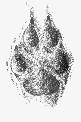 狼脚印png免抠素材_新图网 https://ixintu.com 动物狼 头狼 狼脚印设计 豺狼 野狼 食肉动物
