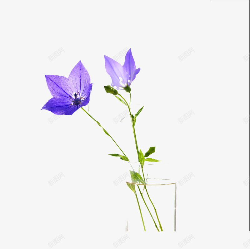 杯子里的桔梗png免抠素材_新图网 https://ixintu.com 杯子 桔梗花 植物 水杯 玻璃杯 紫色花 花朵