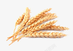 成熟小麦实物成熟麦穗高清图片