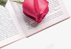 粉色鲜花玫瑰书本素材