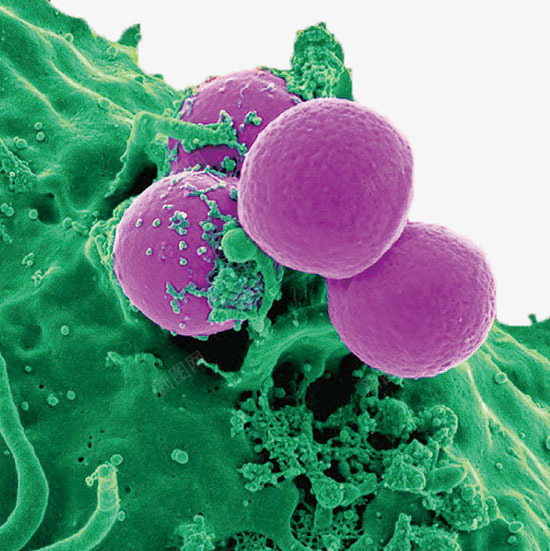 球菌png免抠素材_新图网 https://ixintu.com 微生物 显微镜下实物 球菌