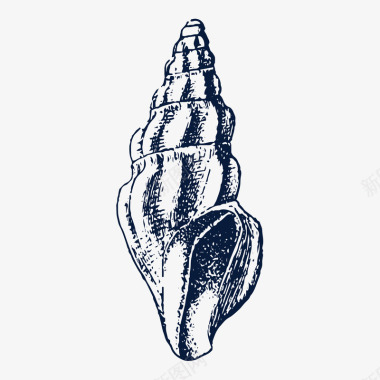 手绘海螺贝壳图标图标