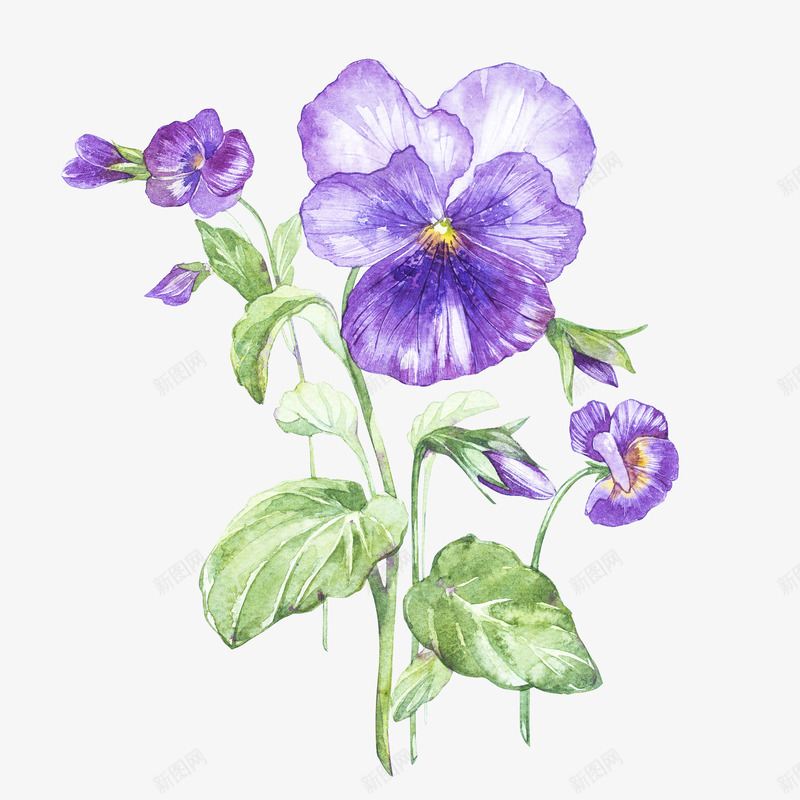 喇叭花植物png免抠素材_新图网 https://ixintu.com 一株 叶子 喇叭花 桔梗 植物 紫色 绿色 装饰