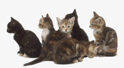 一群小猫实物一群小猫高清图片