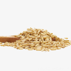 谷物粮食散装燕麦高清图片