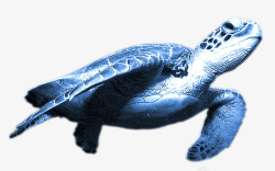 海龟海底世界高清图片