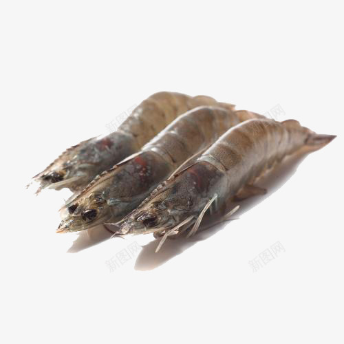 厄瓜多尔白虾png免抠素材_新图网 https://ixintu.com 厄瓜多尔海鲜 水产虾 白虾 虾