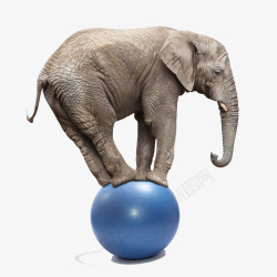版纳玩球的非洲大象高清图片