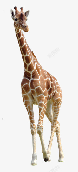 长颈鹿设计长颈鹿高清图片