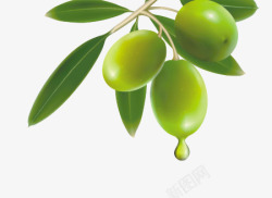 矢量橄榄果橄榄树枝高清图片