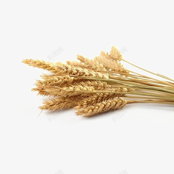 金色麦穗png免抠素材_新图网 https://ixintu.com 小麦 收获 秋季 麦子 麦穗 麦穗免扣元素 麦穗素材