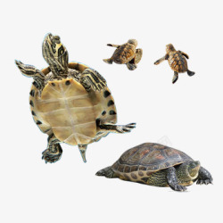 龟类宠物乌龟高清图片