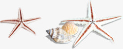 手绘沙滩卡通海边海星贝壳海螺素材