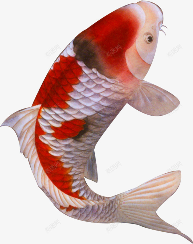 创意合成红色的鲤鱼造型png免抠素材_新图网 https://ixintu.com 创意 合成 红色 造型 鲤鱼