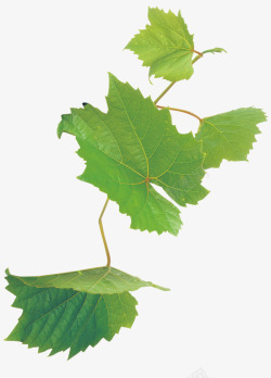 葡萄摄影实物绿色葡萄叶子高清图片