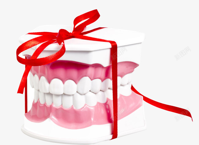 牙齿模型png免抠素材_新图网 https://ixintu.com 保健 医疗保健 卡通 牙齿 牙齿模型