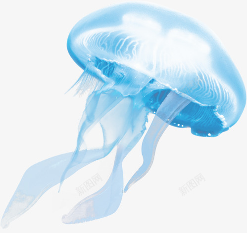 水母png免抠素材_新图网 https://ixintu.com 卡通 彩色水母 水母 海洋生物 红色水母 蓝色