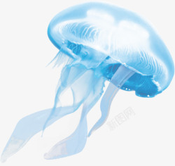 蓝色海洋鱼水母高清图片