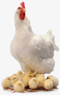 孵化母鸡和一群小鸡高清图片