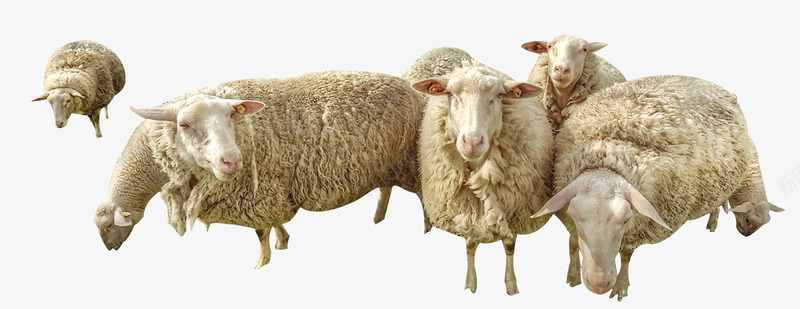 阳光下的羊群psd免抠素材_新图网 https://ixintu.com 天空 小羊吃草 暖色 羊 羊毛 羊群 草原