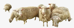 吃草的羊阳光下的羊群高清图片