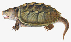 陆生陆生鳄龟高清图片