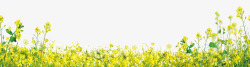春天黄色鲜花油菜花开黄色油菜花背景图高清图片