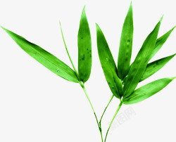 竹枝元素精品绿色竹叶高清图片