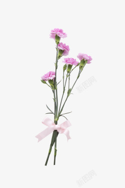 花卉母亲节康乃馨高清图片