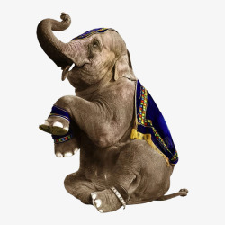 鼻坐着的大象实物图高清图片