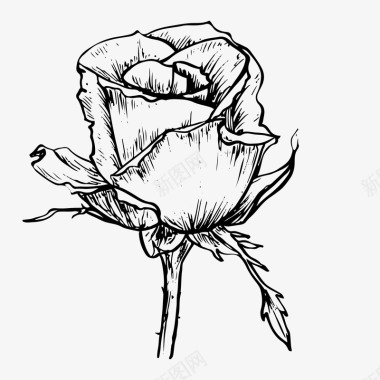 小清新花草装饰黑白卡通花草手绘素描玫瑰花图标图标
