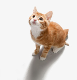 宠物猫抬头仰望的猫咪高清图片