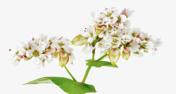 荞麦花苦荞麦植株的花朵高清图片