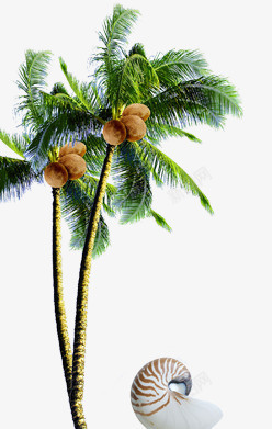 椰汁设计椰树高清图片