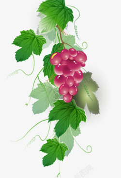 红提葡萄红葡萄叶高清图片