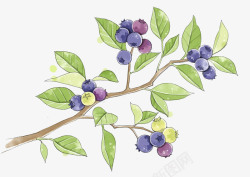 手绘蓝莓矢量图草本植物树枝蓝莓高清图片