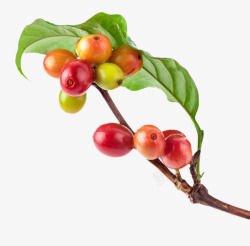 红色点缀物在树枝上的红色咖啡果实物高清图片