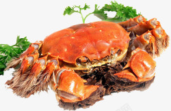 海浪螃蟹大闸蟹生鲜高清图片