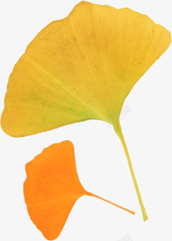 秋天银杏叶秋天的银杏叶2高清图片